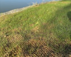 filet coco pour stabilisation et végétalisation de berges et talus