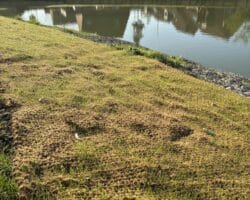 filet coco pour stabilisation et végétalisation de berges et talus