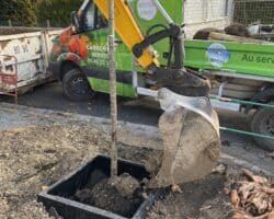 Bac de guidage racines Plantco pour motte d'arbres