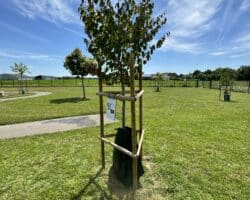 Sac d'arrosage à diffusion lente d'eau pour arbres et jeunes plantations