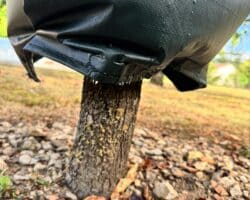 Sac d'arrosage à diffusion lente d'eau pour arbres et jeunes plantations