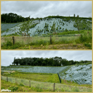 Toile de paillage Plantcosol 86 grammes pour végétalisation de talus et lutte contre l'érosion